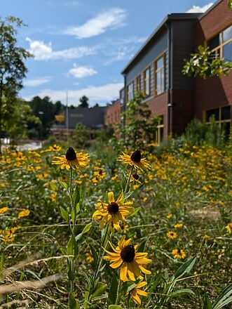Rudbeckia in front of Shaw Elementary School