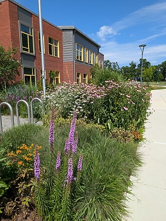 Liatris and echinacea in front of Shaw Elementary School