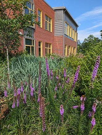 Liatris in front of Shaw Elementary School