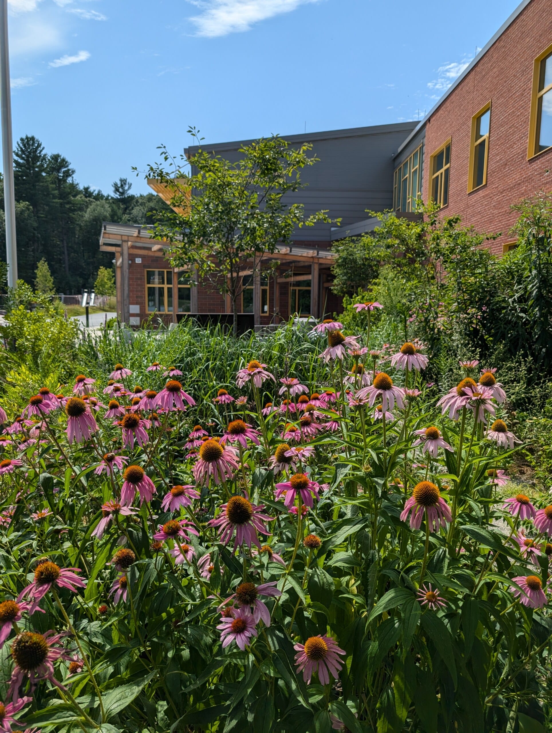 Lush pollinator gardens in front of Shaw Elementary School